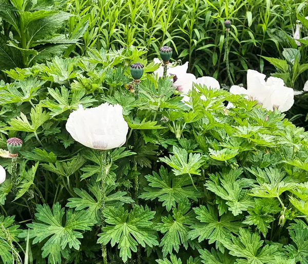 Yeşil Bahçedeki Karanlık Merkezli Beyaz Doğulu Gelincikler