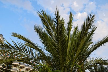 Bulutlu, Mavi Gökyüzüne karşı gür palmiye ağacı