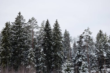 Beyaz Gök Altında Karla Kaplanmış Çam Ormanı