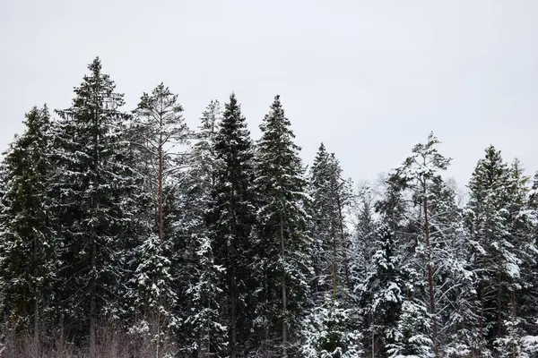 Beyaz Gök Altında Karla Kaplanmış Çam Ormanı