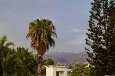 Palmiye ve Çam Ağacı Tepe Kasabası ve Dağları Çerçeveliyor