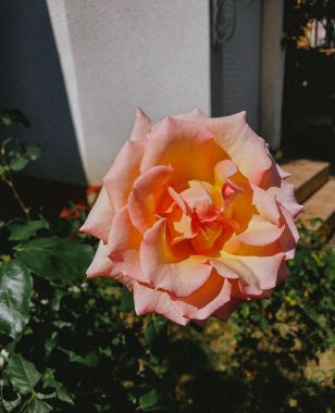 Yumuşak Pembe ve Sarı Turuncu Gül Tam Güneş Işığında