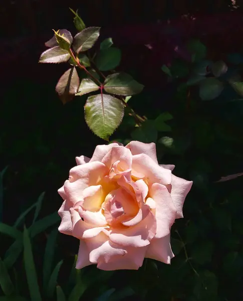 Budded Stem in Shadow ile Zarif Açık Pembe Gül