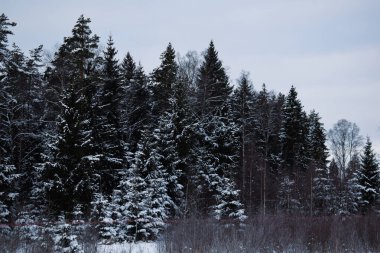 Estonya 'da Karla Kaplanmış Kış Ormanı
