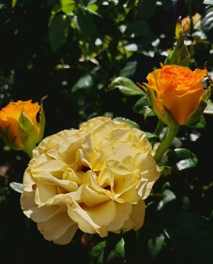 Güneş Işığında Canlı Sarı ve Turuncu Güller