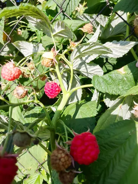 Olgun ve olgunlaşmamış ahududu bir Bush