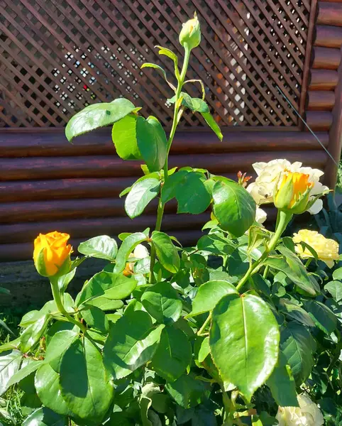 Sarı ve Kremalı Gül Çiçekleri Bahçedeki bir çalıda