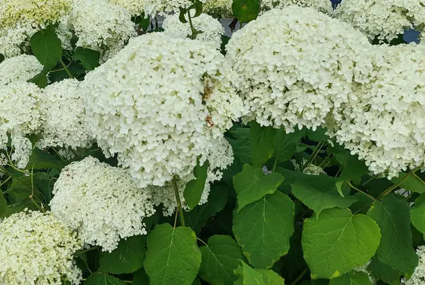 Büyük Beyaz Ortanca Çiçekleri Bahçe Yatağında Çiçek Açıyor