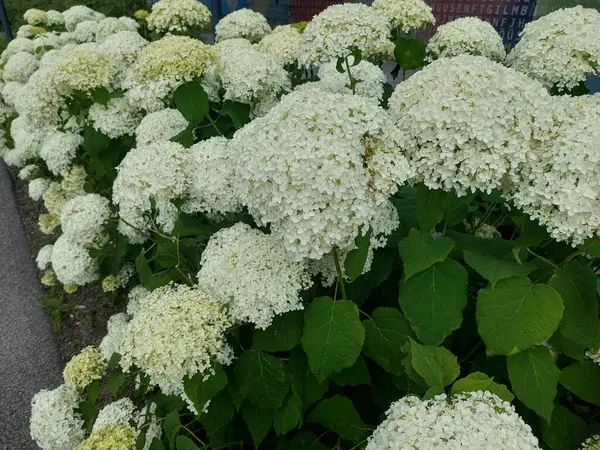 Büyük Beyaz Ortanca Çiçekleri Bahçe Yatağında Çiçek Açıyor