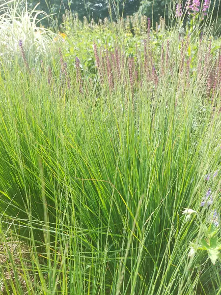 Canlı Yeşil Bahçedeki Çimenler