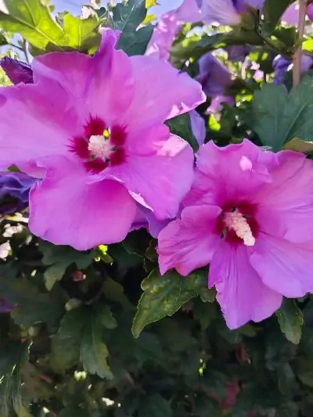 Bahçedeki yağmur damlalarıyla kaplı Pembe Hibiscus Çiçekleri