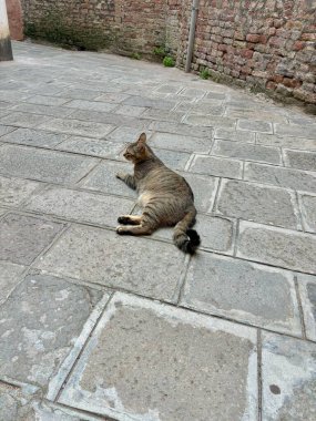 Yaşlı tuğla duvarlar ve seyrek bitki örtüsü ile çevrili sessiz bir sokakta büyük bir taş kaldırımda dinlenen çizgili bir tekir kedi kentsel bir ortamda huzurlu bir anı yakalıyor..