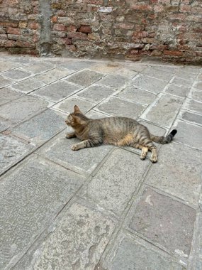 Kumaşlı taş kaldırımda, yıpranmış tuğla duvarın yanında huzur içinde yatan bir tekir kedi bulutlu bir gökyüzü altında huzur ve rahatlama hissi yayıyor..