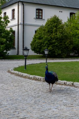 Şehir parkında, çimlerin yanındaki kaldırımda yürüyen tavus kuşu..