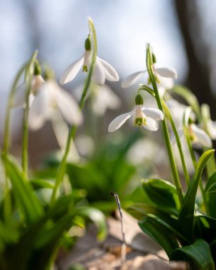 Kartopu çiçekleri. Yumuşak ve bulanık arkaplanı olan beyaz kar damlaları. Sıcak gün batımı ışığı.