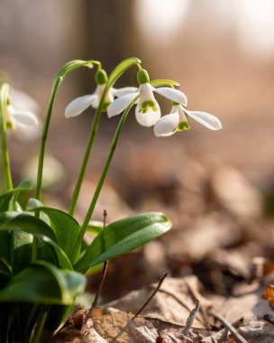Kartopu çiçekleri. Yumuşak ve bulanık arkaplanı olan beyaz kar damlaları. Sıcak gün batımı ışığı.