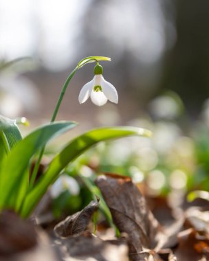 Kartopu çiçekleri. Yumuşak ve bulanık arkaplanı olan beyaz kar damlaları. Sıcak gün batımı ışığı.