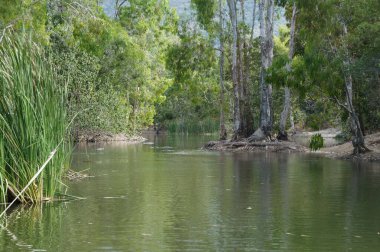 Yüksek ağaçlar ve yoğun bitki örtüsüyle çevrili yemyeşil bir ormanın içinden akan sakin bir nehir huzur ve yalnızlık hissi uyandırıyor..