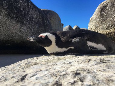 Bir Macellan pengueni, arka planda açık mavi gökyüzü olan bir kayanın üzerinde huzur içinde dinleniyor..
