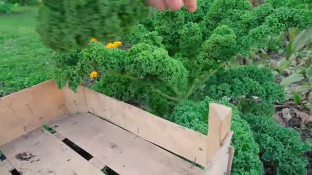 정원에서 유기농 케일을 있습니다 클로즈업 — 비디오