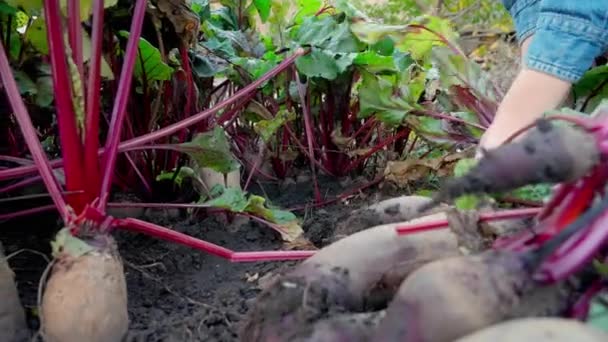 Mâinile Femeii Recoltează Sfeclă Organică Grădina Close Slow Motion — Videoclip de stoc