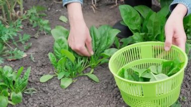 Ispanak topluyor, kadın bahçeden taze organik ıspanak yaprakları topluyor, yeşil ıspanak. Vejetaryen yemekleri hazırlamak için organik sebzeler, vücudu toksinlerden arındırır. Yakın plan, ön görünüm