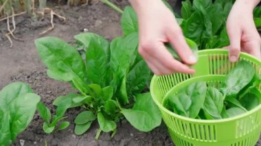 Ispanak topluyor, kadın bahçeden taze organik ıspanak yaprakları topluyor, yeşil ıspanak. Vejetaryen yemekleri hazırlamak için organik sebzeler, vücudu toksinlerden arındırır. Yakın plan, ön görünüm
