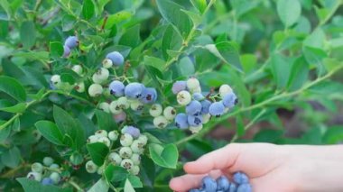 Macro, kadınların elinde bahçede yetişen büyük mavi böğürtlenler, bir yaz günü bahçede taze ve olgun yaban mersinleri yetişir. Yabanmersini toplama, vitamin ve mikroelementler kaynağı, böğürtlen detoksu. Yakın plan, ön görünüm