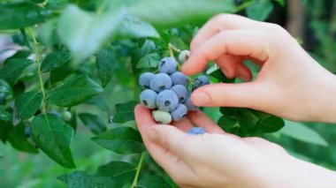 Macro, kadınların elinde bahçede yetişen büyük mavi böğürtlenler, bir yaz günü bahçede taze ve olgun yaban mersinleri yetişir. Yabanmersini toplama, vitamin ve mikroelementler kaynağı, böğürtlen detoksu. Yakın plan, ön görünüm