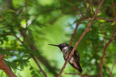 İnce bir ağaç dalında uyuyan sinekkuşunun sakin bir görüntüsü. Bu yemyeşil arka plan yumuşak ve sakin bir atmosfer yaratarak doğadaki bu küçük kuşun barışçıl ve nadir davranışlarını ön plana çıkarıyor..