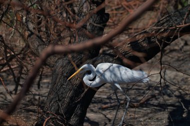 Bir Büyük Akbalıkçıl (Ardea alba), parlak beyaz tüyleri ile siyah ağaç gövdeleri arasında keskin bir tezat oluşturan yanan bir ormanda ihtiyatlı bir şekilde ilerler. Bu çarpıcı görüntü hem kuşun güzelliğini hem de orman yangınının katıksız sonuçlarını yakalar..