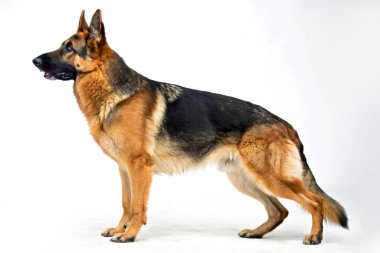 Görüntü, temiz ve beyaz bir arkaplana karşı profilde duran bir Alman çoban köpeğini gösteriyor. Köpeğin duruşu güçlü ve kaslı yapısını gösteriyor. Bu da onun üreme özelliklerini gösteriyor. Özellikle, köpek siyah ve bronz kürk kombinasyonuna sahiptir.