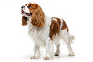 Şövalye Kral Charles Spaniel beyaz arka planda duruyor. Bu küçük, zarif köpek ipeksi bir kestane rengi ve uzun kulaklı ve anlamlı gözlü beyaz bir paltoya sahiptir. Dostça ve sevecen mizacıyla tanınır.