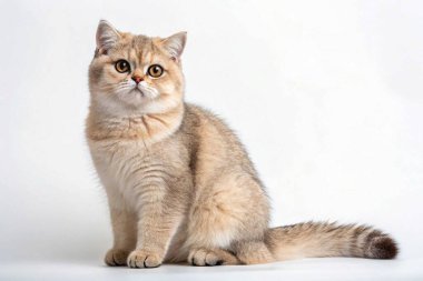  Beyaz bir arka planda oturan tüylü gri bir tekir kedi, yeşil gözleriyle hafifçe yukarı bakıyor. Kedi yumuşak kürke, yuvarlak bir yüze ve sakin bir ifadeye sahiptir..