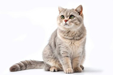 Beyaz bir arka planda oturan tüylü gri bir tekir kedi, yeşil gözleriyle hafifçe yukarı bakıyor. Kedi yumuşak kürke, yuvarlak bir yüze ve sakin bir ifadeye sahiptir..