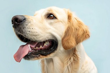 Mutlu bir golden retriever köpeğinin yakın plan portresi. Dili açık, neşeli ve dost canlısı görünüyor. Köpeğin yumuşak altın kürkü ve açık mavi arkaplan üzerine kurulmuş anlamlı gözleri var. Görüntü, neşeli ve sevgi dolu doğayı yakalar.