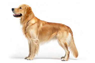 Beyaz arka planda duran Golden Retriever 'ın tüm vücut profili. Köpeğin parlak altın bir paltosu, güçlü bir yapısı ve dostane bir ifadesi var. Bu resim, zekası ve sevecenliğiyle bilinen türün güzelliğini ve zarafetini vurgular.