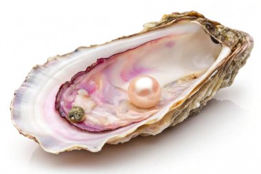 Beyaz arka planda maydanoz yapraklı taze beyaz mantarların yüksek kaliteli görüntüsü. Mantarların pürüzsüz bir dokusu ve doğal rengi var. Bu da onları mutfak sunumları, yemek reklamları ve organik ürünler için ideal kılıyor. 