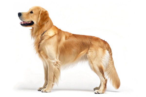 Полный профиль золотистого ретривера, стоящего на белом фоне. У собаки блестящая золотистая шерсть, крепкое телосложение и дружелюбное выражение лица. Это изображение подчеркивает красоту и элегантность породы, известной своим интеллектом и нежностью