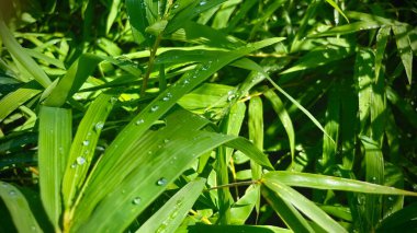 Yağmur sonrası bambu yaprakları. Yeşil yapraklara damlalar
