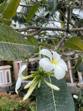 Plumeria (Frangipani) beyaz çiçeklerini açar