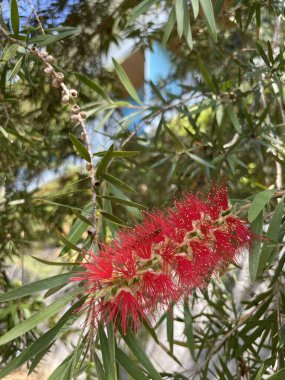 Callisten limonu ya da Red-stamen, çiçekler kırmızı ve fırça şeklinde..