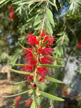 Callisten limonu ya da Red-stamen, çiçekler kırmızı ve fırça şeklinde..