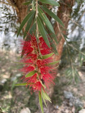Callisten limonu ya da Red-stamen, çiçekler kırmızı ve fırça şeklinde..