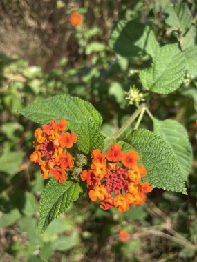 Yeşil yapraklı kırmızı çiçek lantana archata