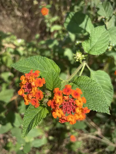 Yeşil yapraklı kırmızı çiçek lantana archata