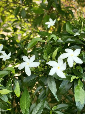 Yeşil yaprakların arka planında beyaz çiçeklerin Tabernaemontana kelimelerini bul