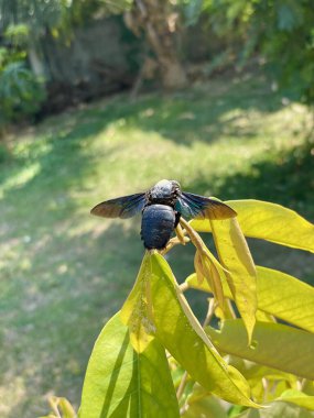 Geniş kollu marangoz arı olan Xylocopa latipes, Güneydoğu Asya 'da yaygın olarak görülen bir marangoz arısıdır. Bu arı ormanda yaşar ve odunları oyarak yuva yapar..