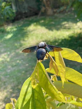 Geniş kollu marangoz arı olan Xylocopa latipes, Güneydoğu Asya 'da yaygın olarak görülen bir marangoz arısıdır. Bu arı ormanda yaşar ve odunları oyarak yuva yapar..