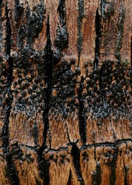 Yağmurdan sonra bir palmiye ağacının gövdesine yakın çekim. Su, kabuğun dokusunu ön plana çıkarıyor ve nemli ve canlı bir doku yaratıyor. Doğa, tropikal ve organik temalar için doğal bir arka plan.